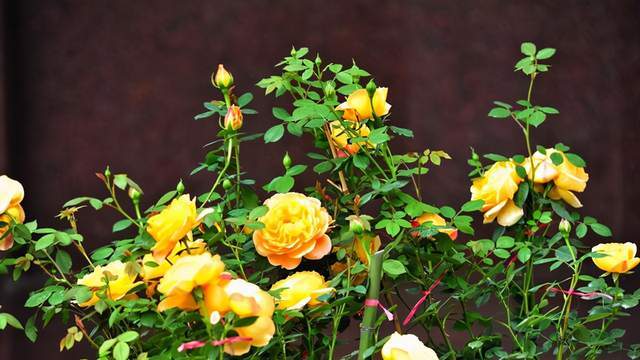 最适合阳台的藤本月季