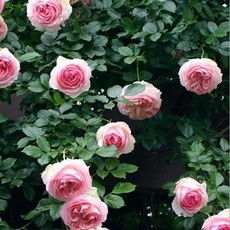 爬藤月季什么品种花最大