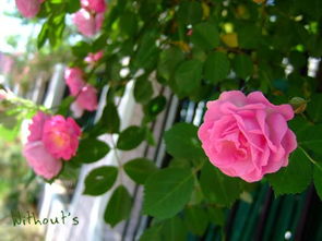 蔷薇怎么分辨藤本和灌木