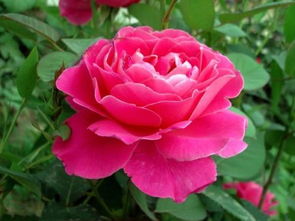 十大最香阳台月季