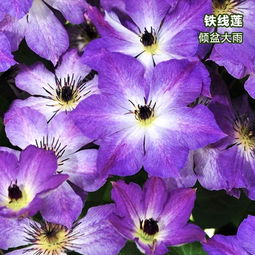 铁线莲一类二类三类区别