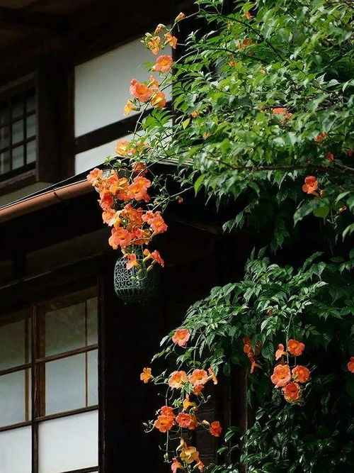 适合庭院种植的爬藤花卉