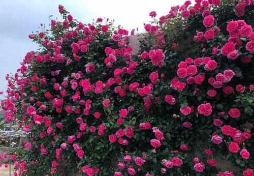 十大最优秀的藤本月季