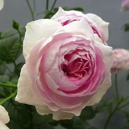 为什么淘汰我的心月季