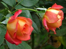 一年四季开的月季花品种