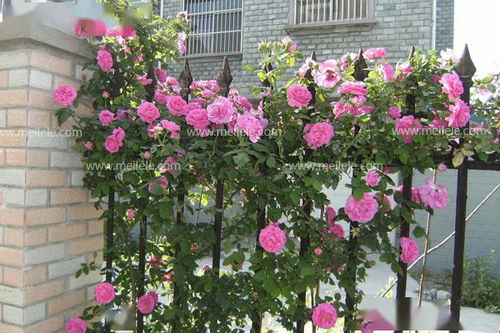 海妈家的月季怎么样