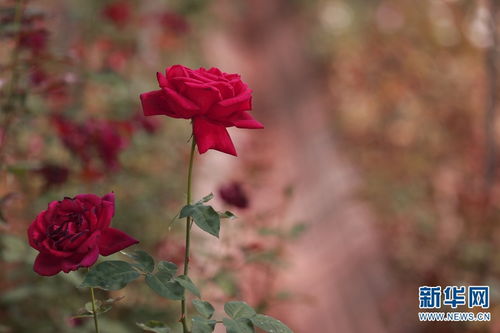 40种中国古老月季