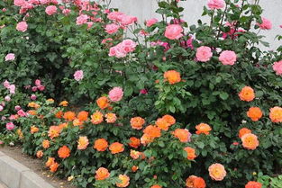 藤本月季和灌木月季怎么区分