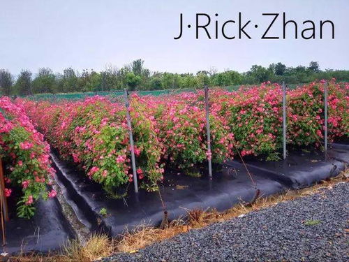 盘点那些适合种植花园 庭院 的超级月季