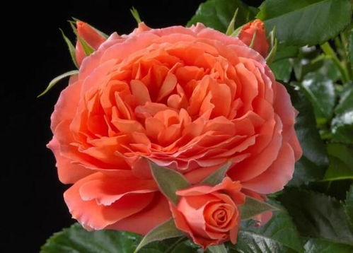 海神王阳台月季的优缺点