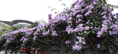 爬墙花期长好看又好养的花