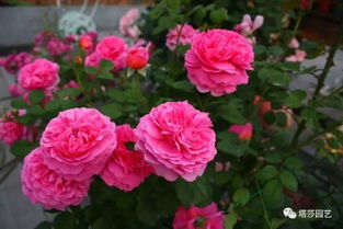 地栽最值得种的灌木月季品种