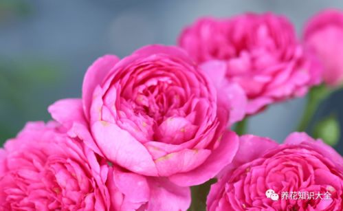 粉色达芬奇月季耐热吗