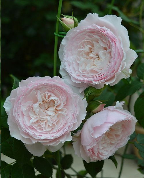 耐阴的月季品种有哪些