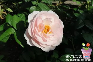 耐晒耐雨淋的月季品种有哪些