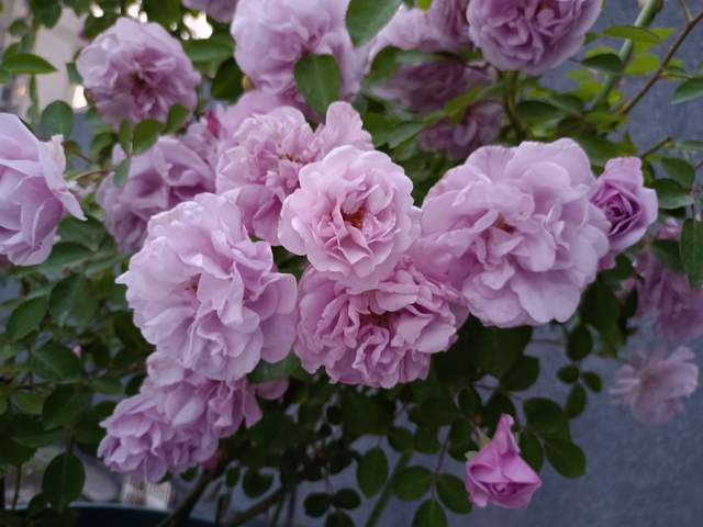 蓝色阴雨,蓝色风暴,两款蓝紫色月季花,优缺点对比