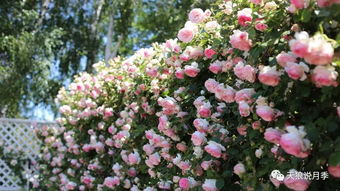月季花期长香味浓的品种