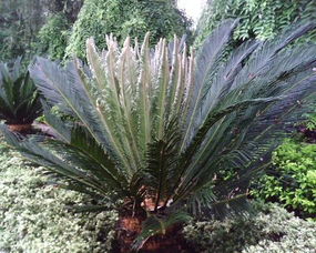 夏洛特夫人怎么当灌木养