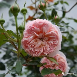 月季天狼品种排名