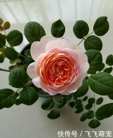 瑞典女王和我的心哪个值得入