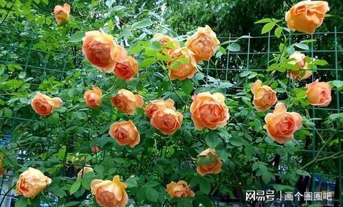 浓香四季开花的藤本月季