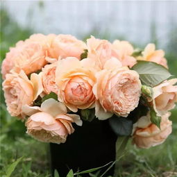 灌木蔷薇和藤本蔷薇的区别