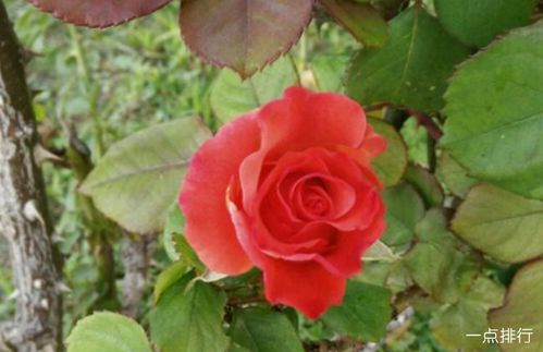 十大爬藤月季排名