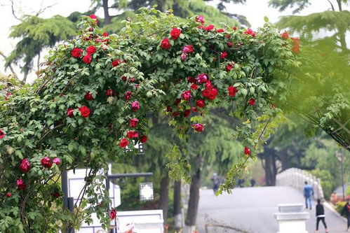 爬藤月季哪个品种好