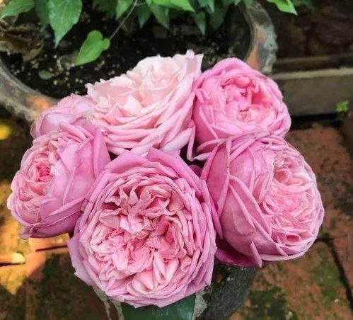 果汁阳台月季是藤本还是灌木