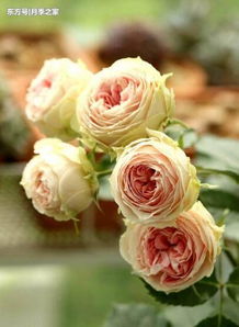 门廊绒球月季是藤本还是灌木