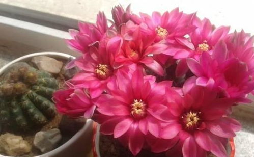 最耐阴的十大漂亮花卉