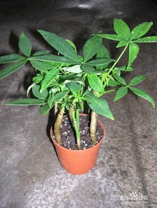 安吉拉的养殖方法和注意事项