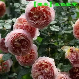 排名第一的最耐晒的月季花