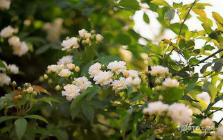 木香花种植 木香花图片 美艳