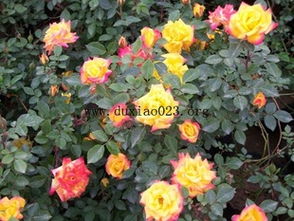 爬藤月季抗病最好的品种