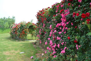 月季大藤本有哪些