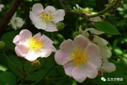 粉团蔷薇优缺点