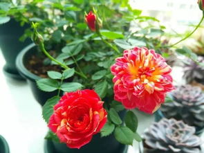 躲躲藏藏月季不能暴晒