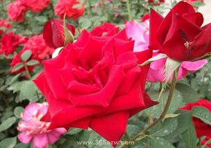 世界上最优秀的月季品种