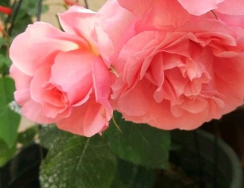 珊瑚果冻月季有没有刺