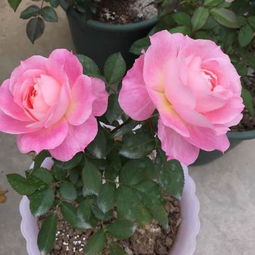 最适合阳台盆栽的月季品种