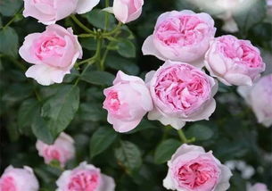 我的心月季能长多高