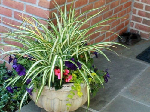 一年四季不用管的植物