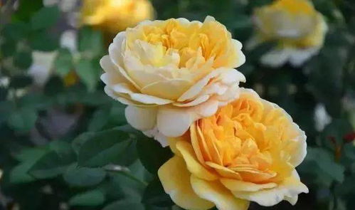 最美阳台月季品种排名