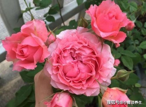 珊瑚果冻月季耐寒多少度