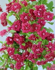 铁线莲哪个品种好养花期又长