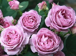 最抗病的月季品种