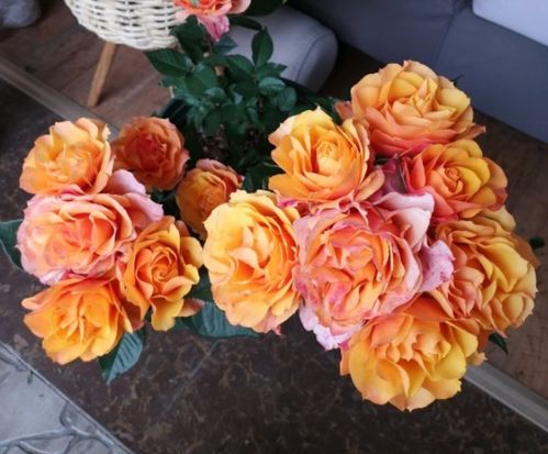 阳台微型月季品种推荐