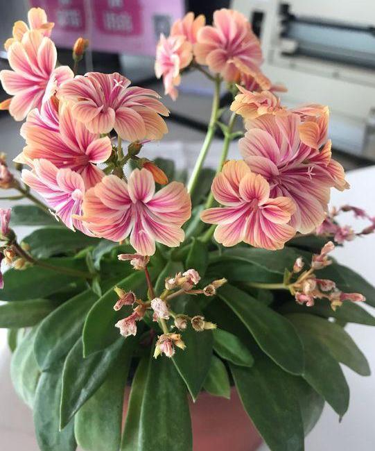 十大养不死的花