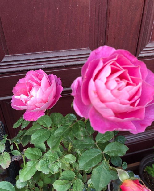 十种最适合阳台的月季